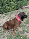 CANTOS-Honden-Signaalband-Stretch-Beschermhoes-DogTrace-Roze