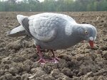 Geflockte-full-Body-Duif-40cm-10-stuks