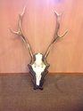 Deer-antler-trophy-8