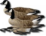 FUD-Canada-Gans-6-stuks