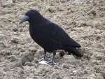 Kraai-full-body-geflockt-10-20-30-stuks