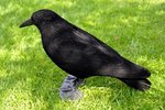 Crow-full-body-flocked